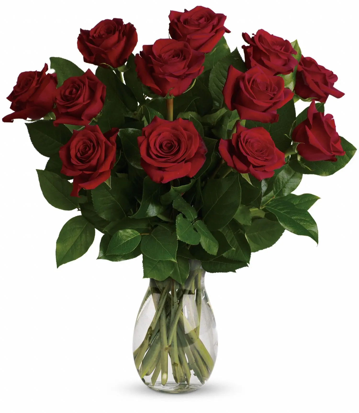 Dozen Long Stemmed Roses Dozen Long Stemmed Roses
