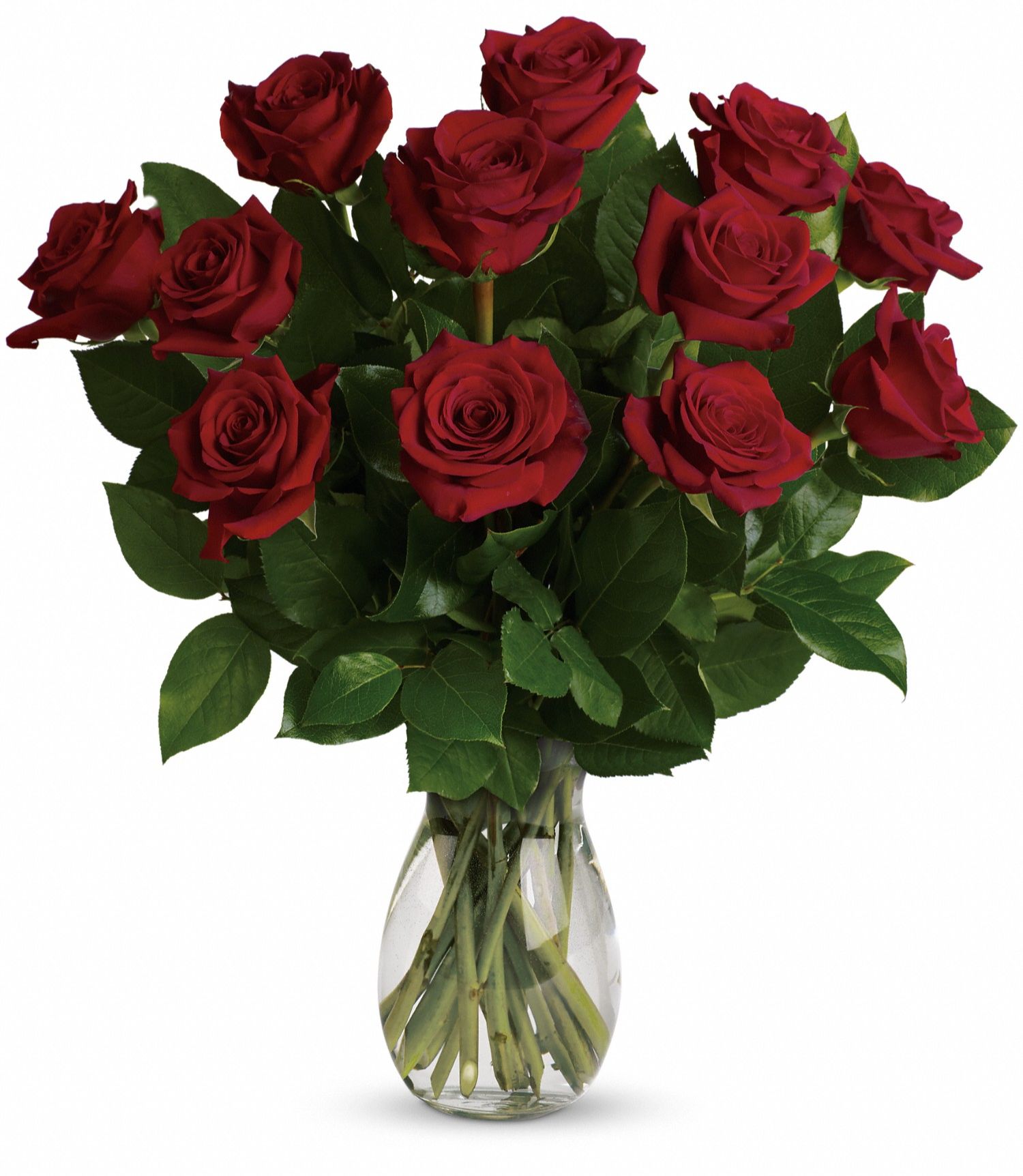 Dozen Long Stemmed Roses Dozen Long Stemmed Roses