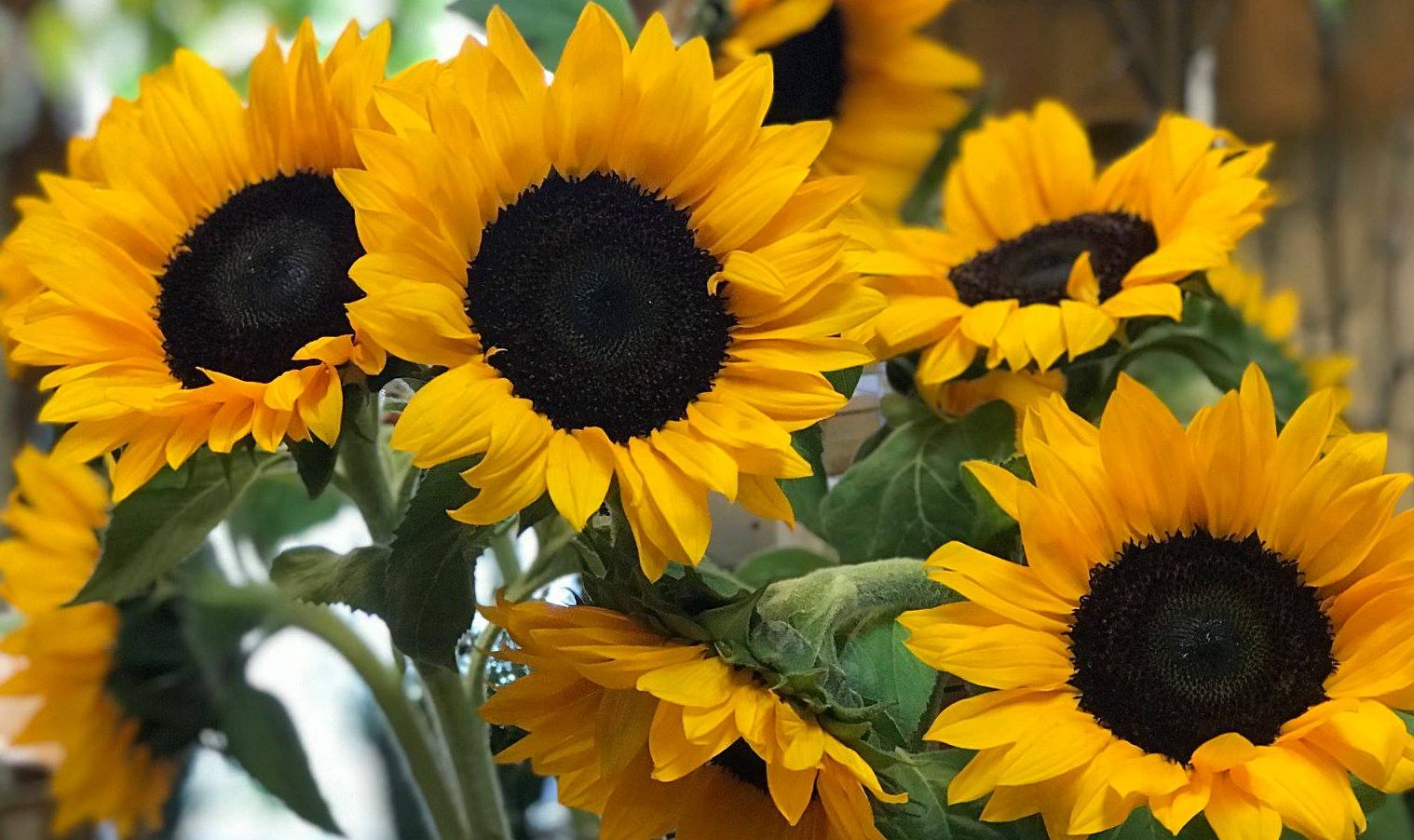 Featured flowers Featured flowers