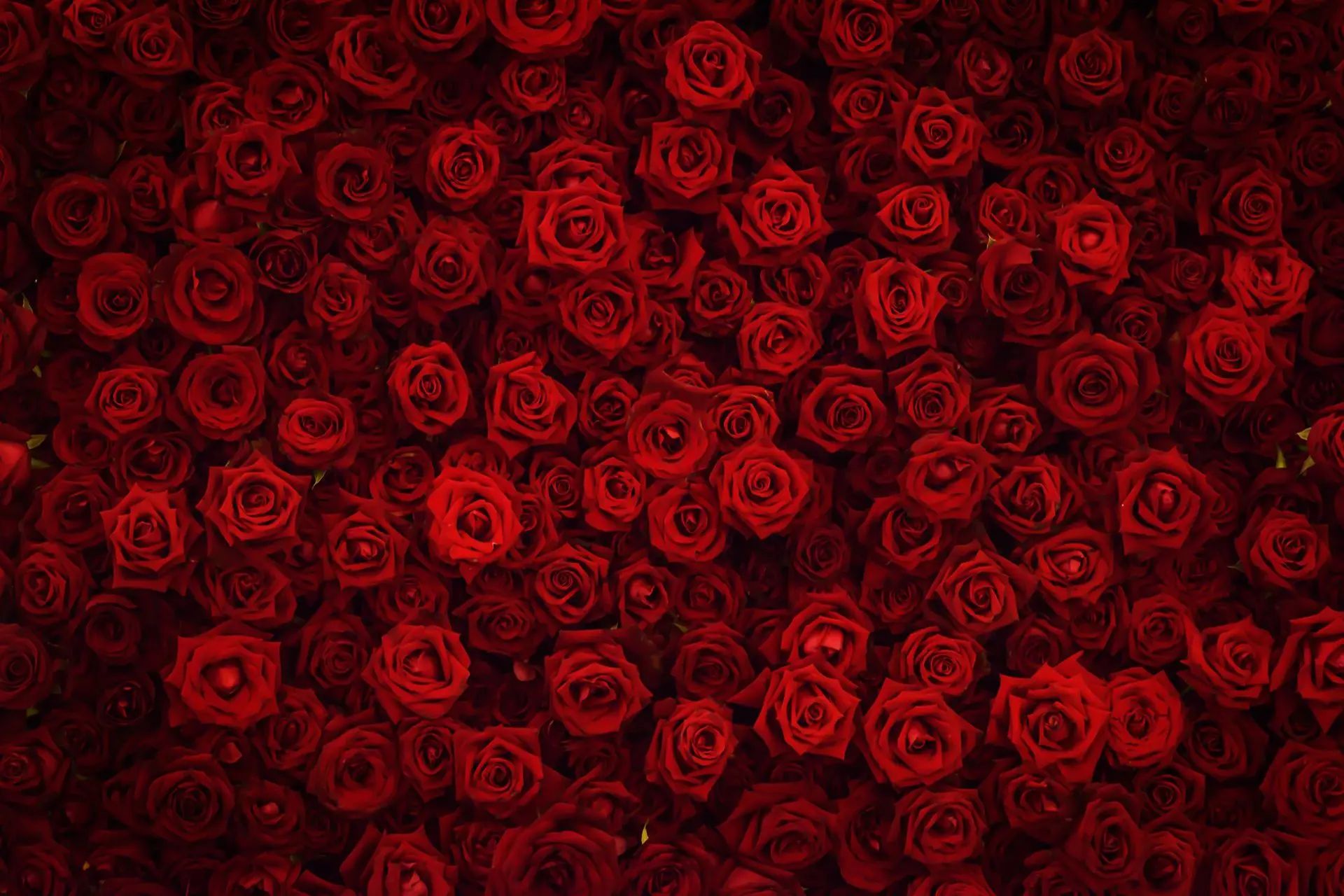 Designer's Selection