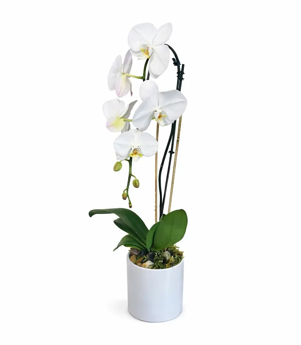 Orchid Orchid