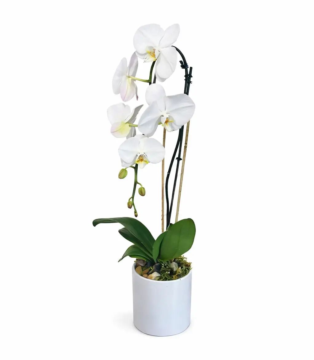 Orchid