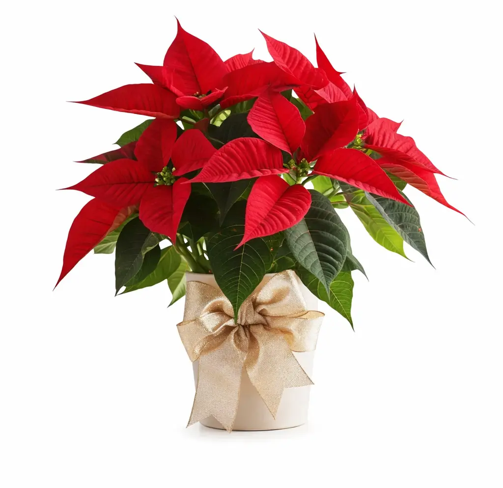 Classic Red Poinsettia in Decorative Wrapping Classic Red Poinsettia in Decorative Wrapping