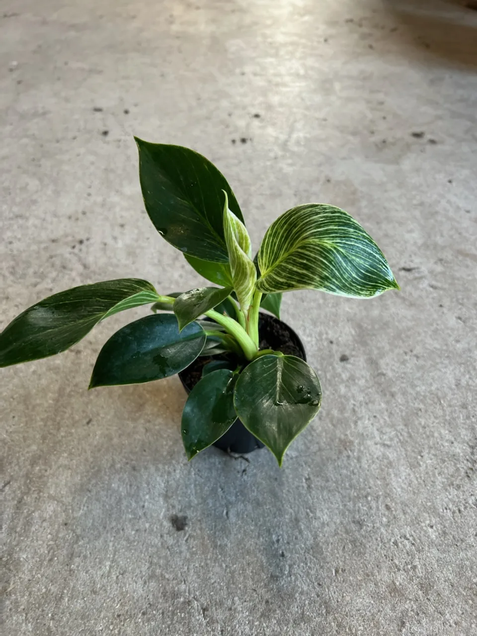 Philodendron Birkin Philodendron Birkin