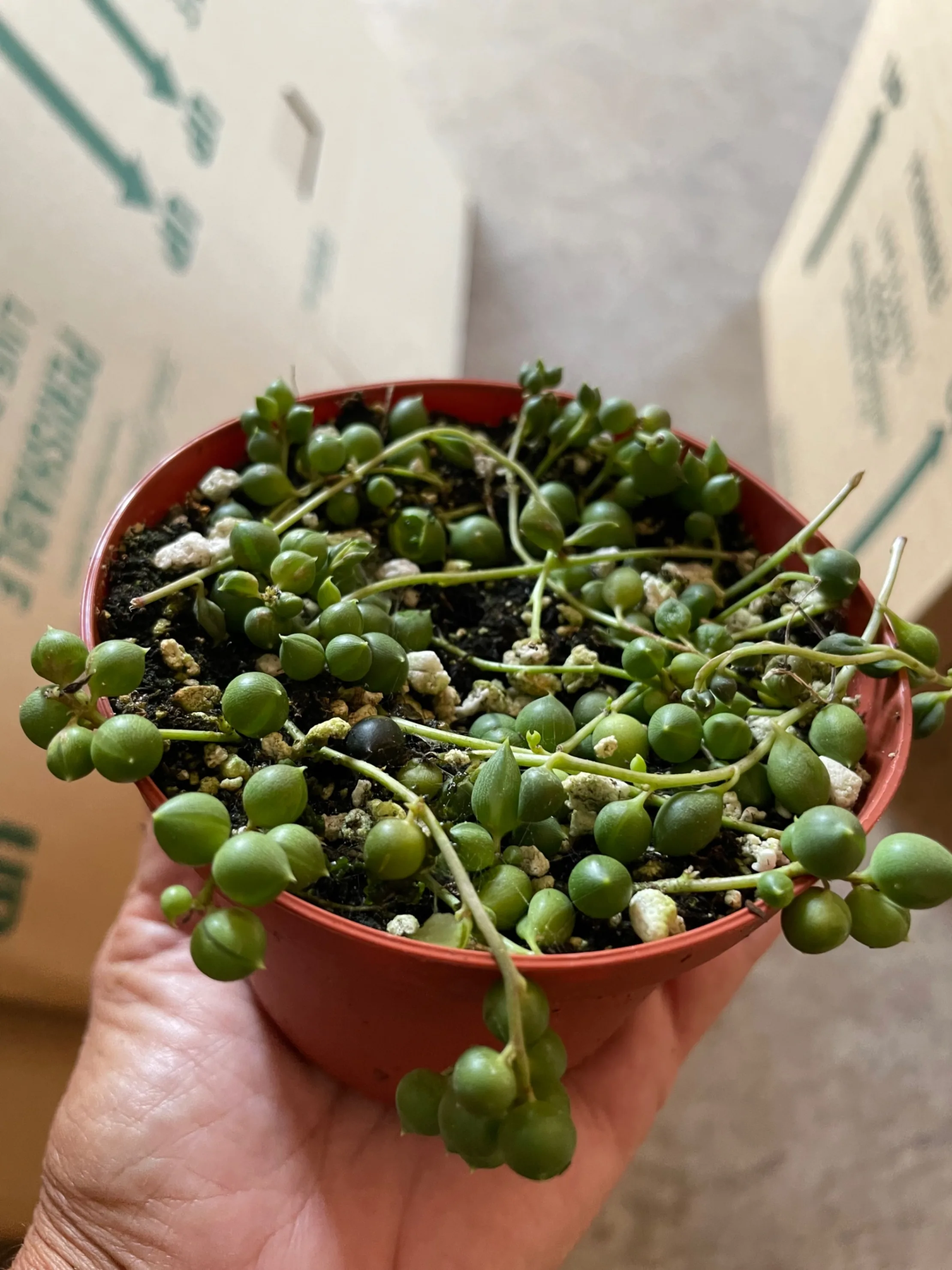 String of Pearls Succulent 4" pot String of Pearls Succulent 4" pot