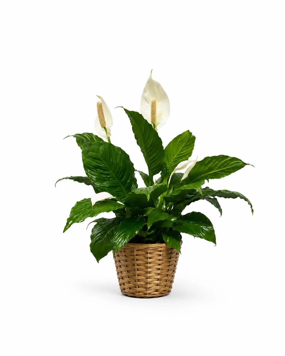 Peace Lily Floor Plant in Boho Basket