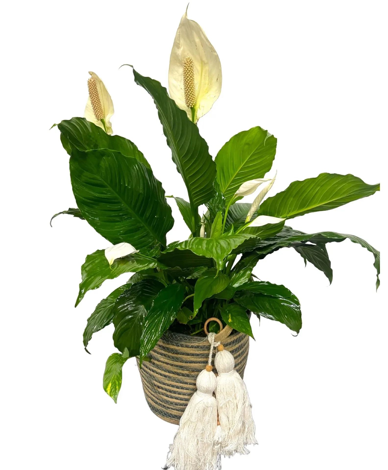Plants collection
