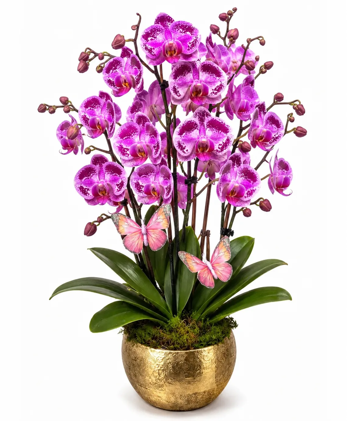 Glam Orchid Plant Glam Orchid Plant