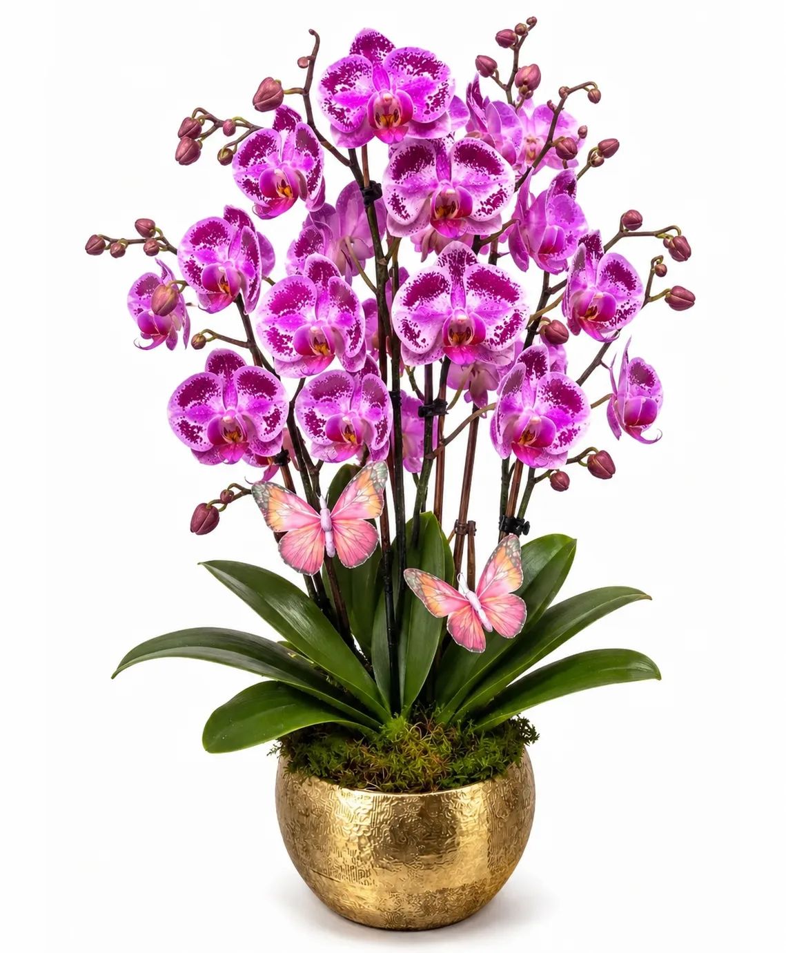Glam Orchid Plant