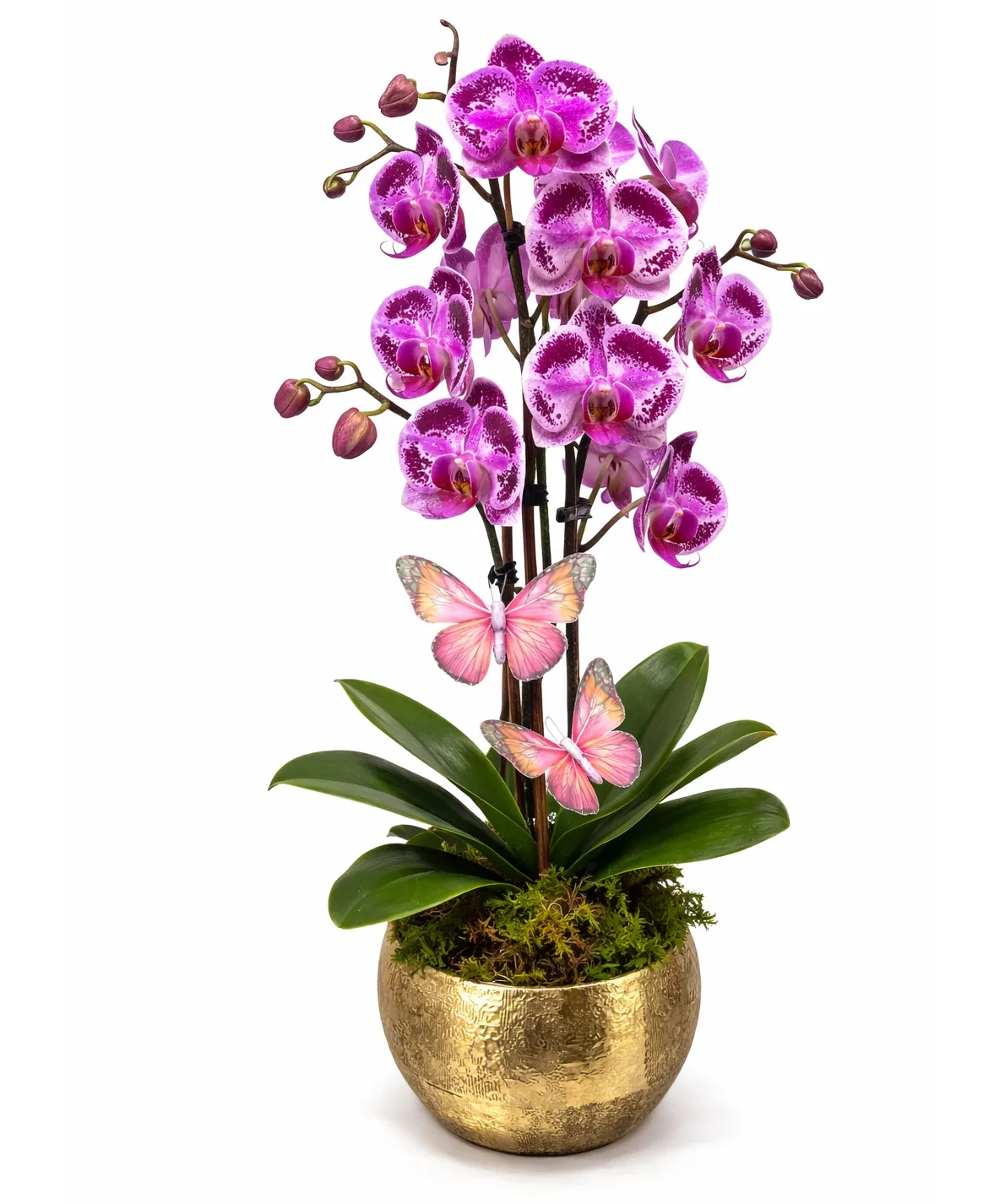 Glam Orchid Plant Glam Orchid Plant