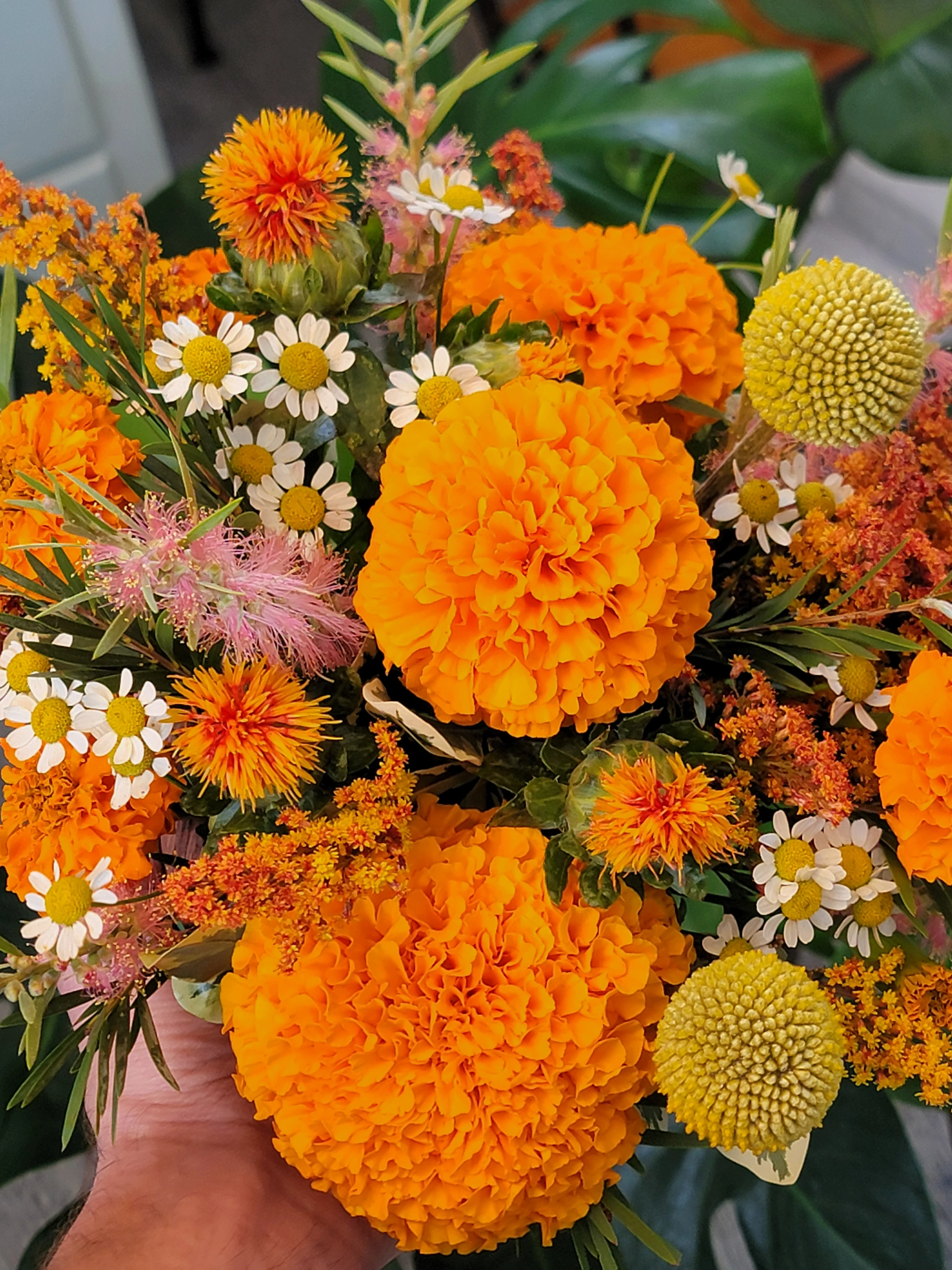 collection image