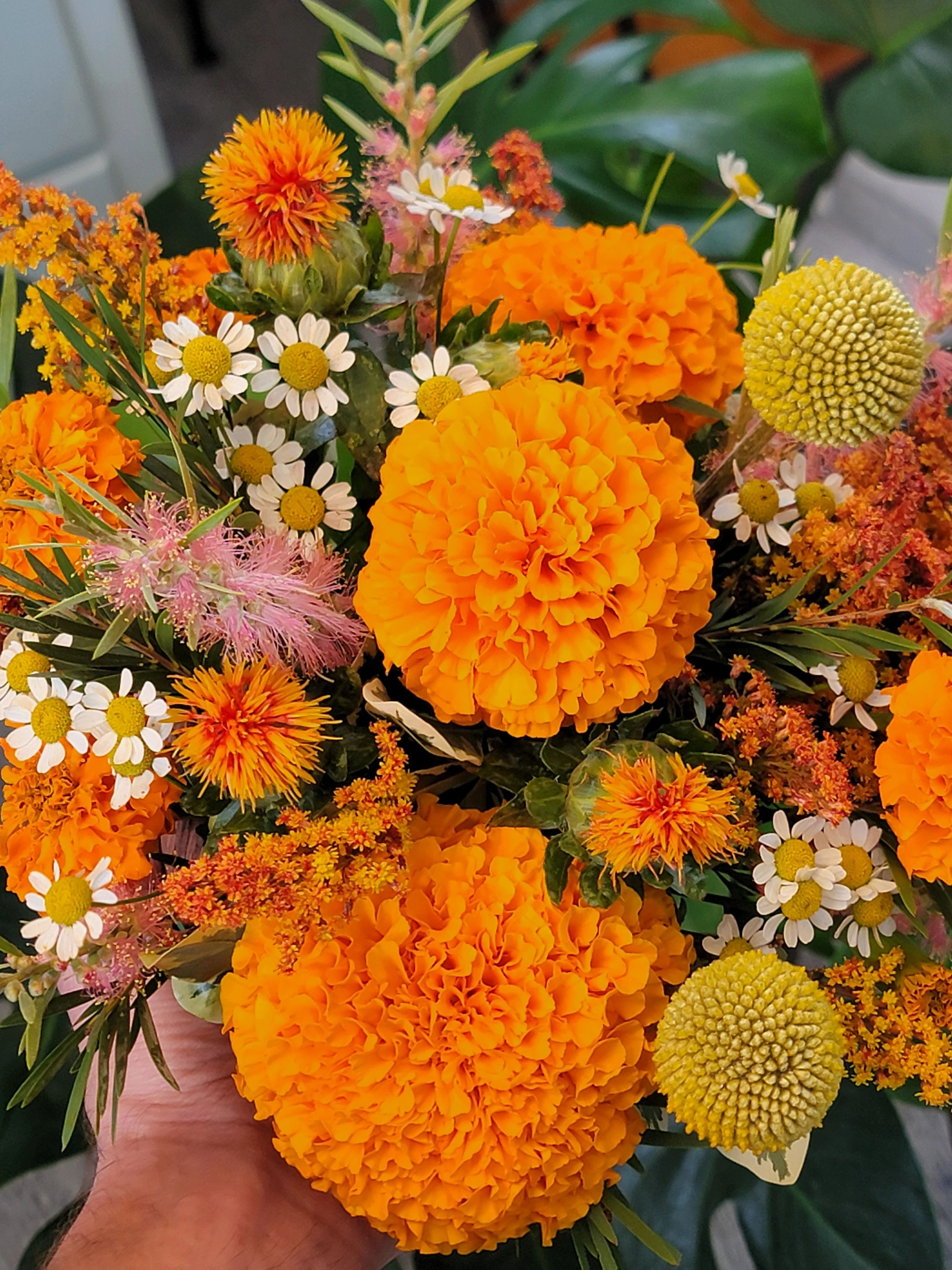 collection image