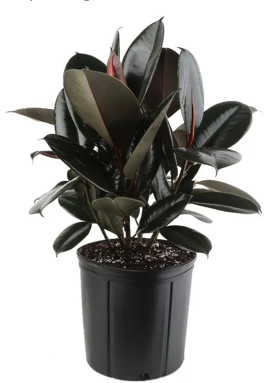 Rubber Plant Rubber Plant