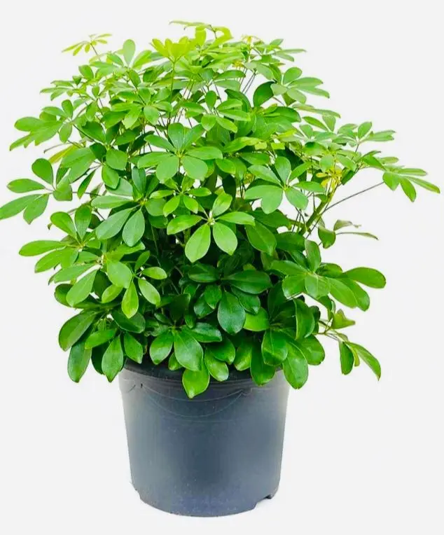 Arbicola Schefflera Plant Arbicola Schefflera Plant