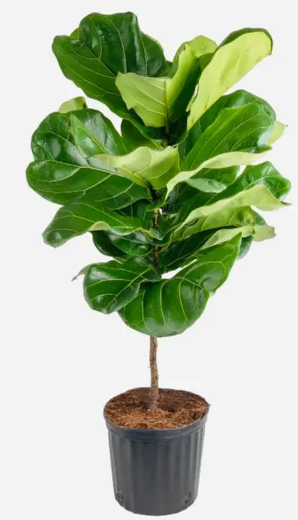 Fiddle Leaf Fig Plant Fiddle Leaf Fig Plant