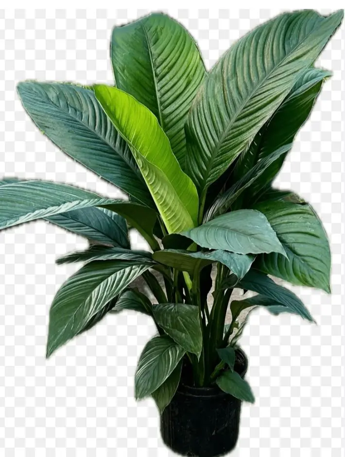 Spat Sensation Plant Spat Sensation Plant