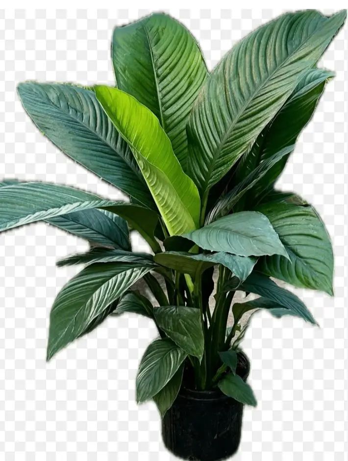 Spat Sensation Plant