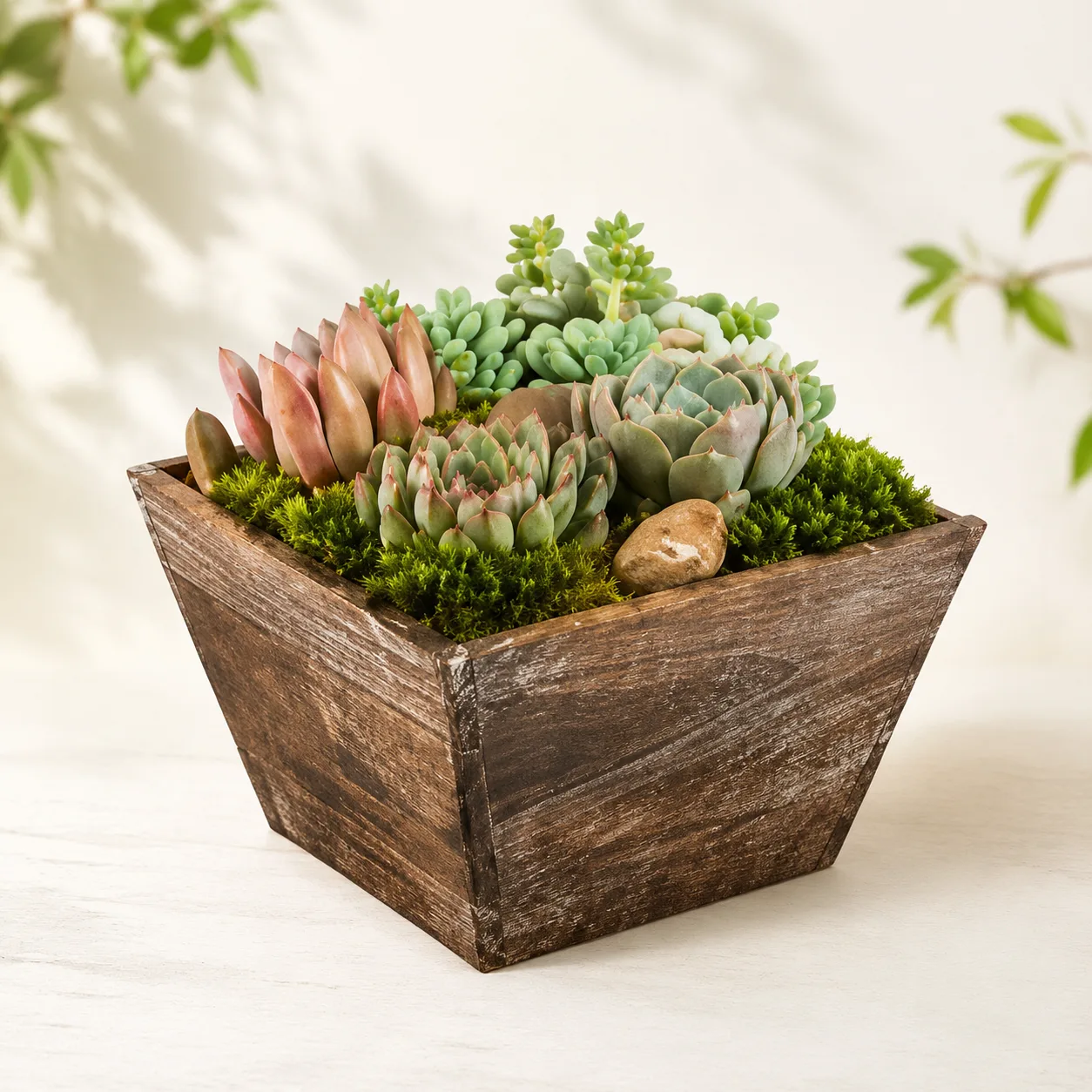 Succulent Box Succulent Box