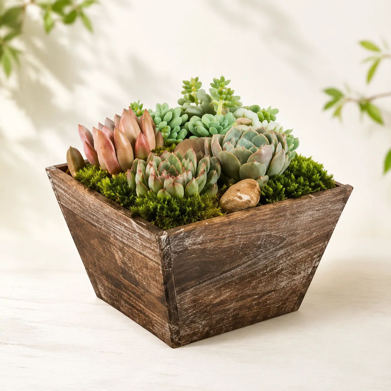 Succulent Box