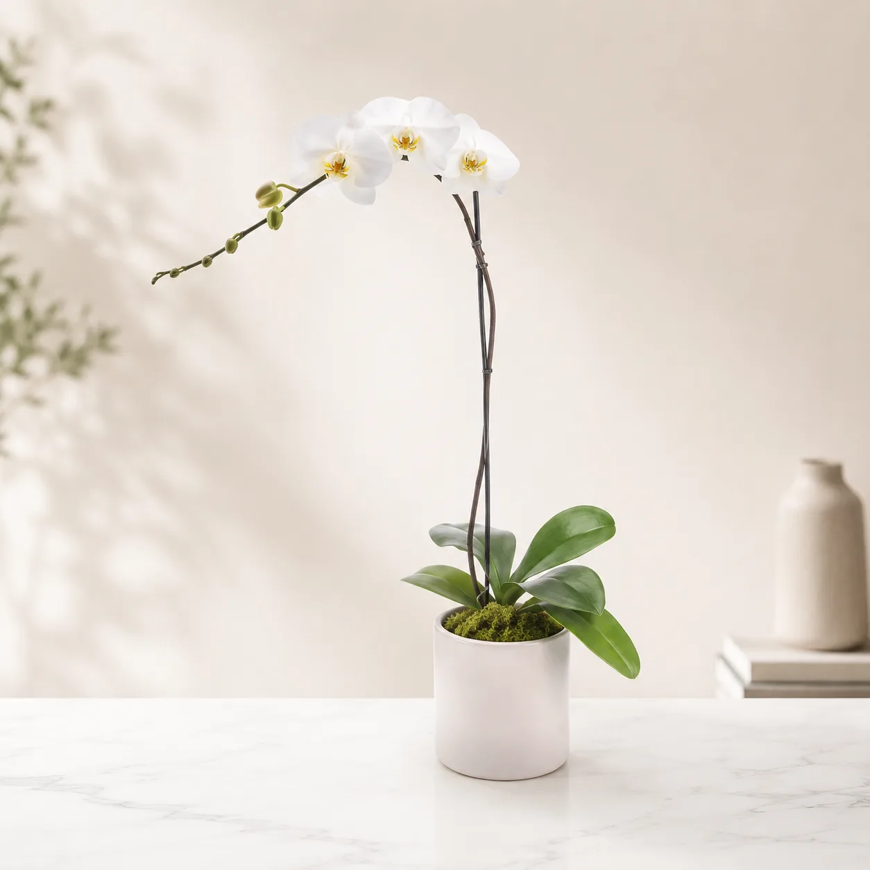 Elegant White Phalaenopsis Orchid Elegant White Phalaenopsis Orchid