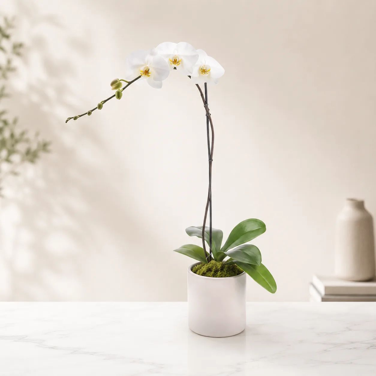 Elegant White Phalaenopsis Orchid