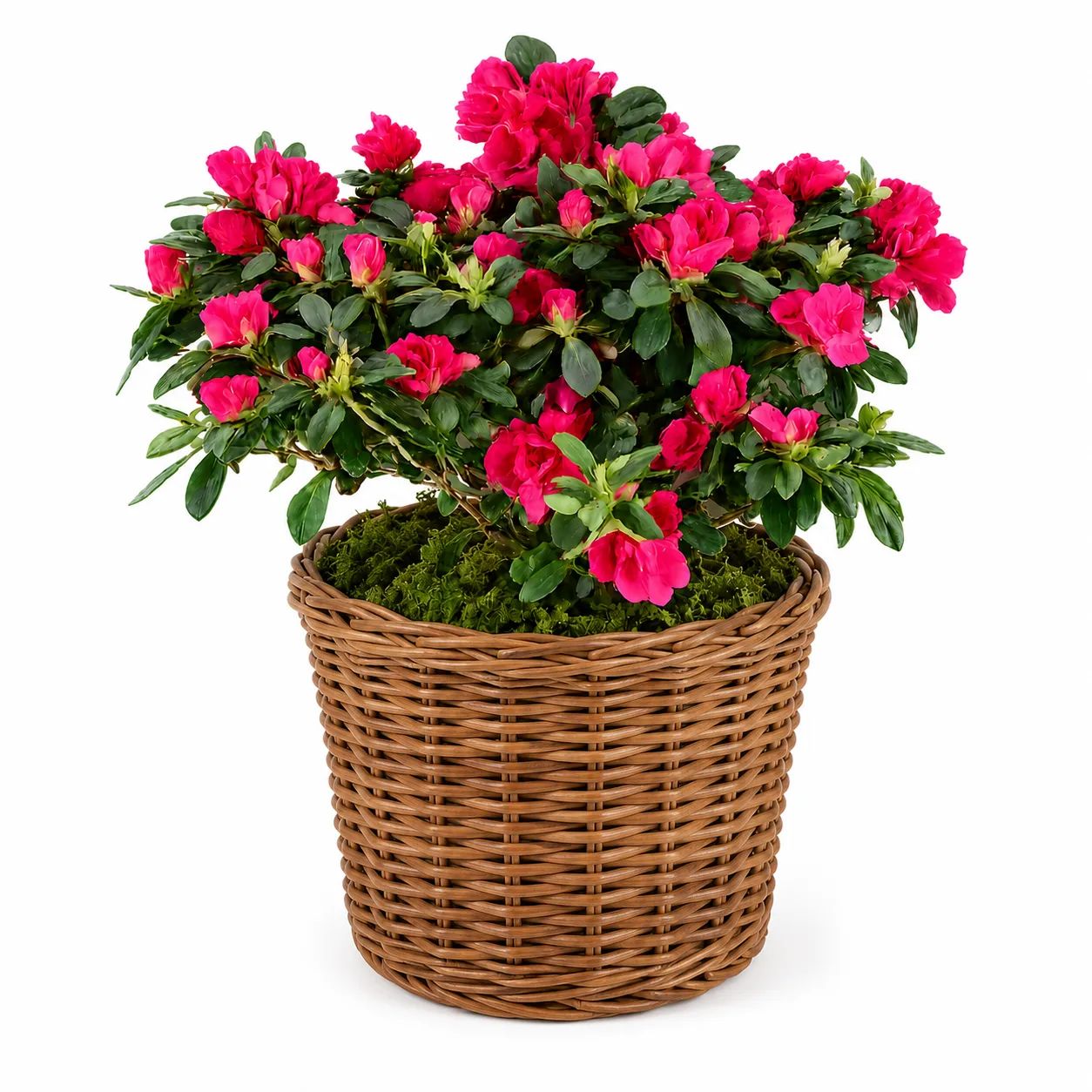 Azalea Plant
