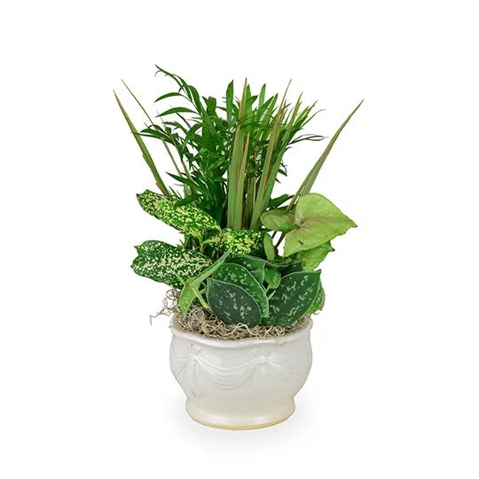 Ceramic Dishgarden