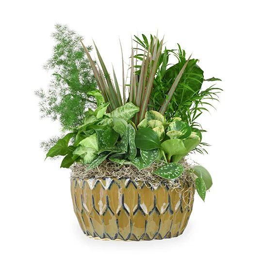 Dishgarden- Ceramic