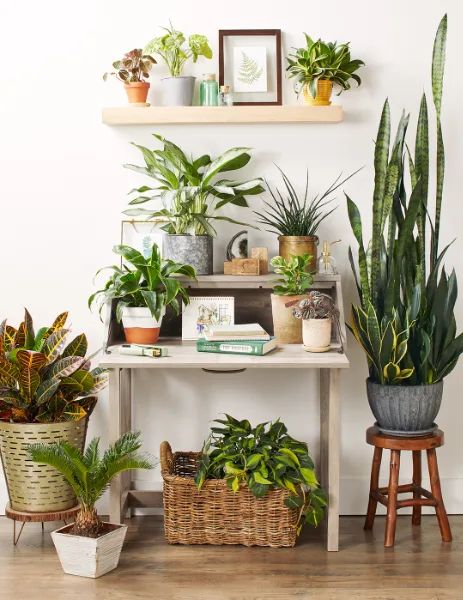 6 Month Plant Plan Flower Subscription