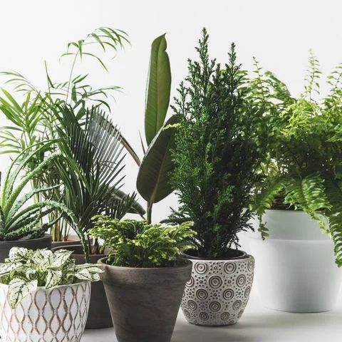 12 Month Plant Plan Flower Subscription
