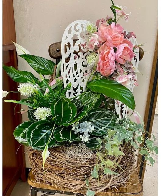 Garden Angel House Plant