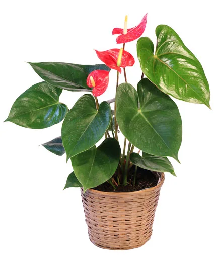 Anthurium House Plant Anthurium House Plant