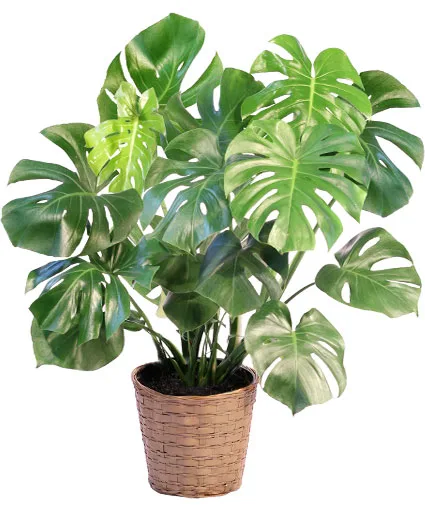 Monstera House Plant Monstera House Plant