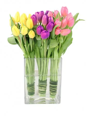 Tulip Trio Arrangement Tulip Trio Arrangement
