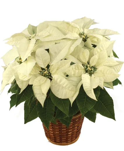 Winter White Poinsettia Blooming Plant Winter White Poinsettia Blooming Plant