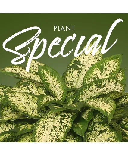 Plant Special Designer's Choice