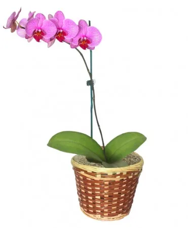 POTTED ORCHID PLANT Blooming Plant POTTED ORCHID PLANT Blooming Plant