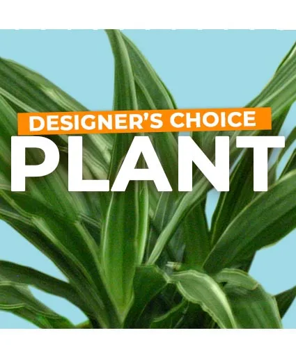 Plant Selection Designer's Choice Plant Selection Designer's Choice