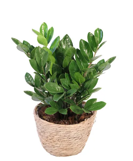 ZZ Plant House Plant ZZ Plant House Plant