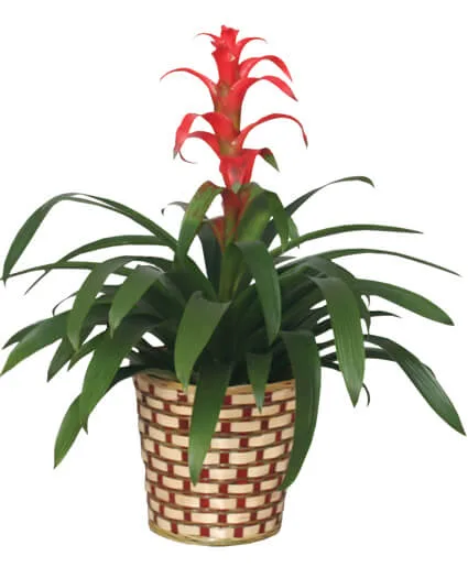 TROPICAL BROMELIAD PLANT Guzmania lingulata major TROPICAL BROMELIAD PLANT Guzmania lingulata major