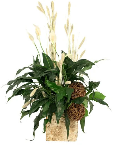 Peace That Passeth House Plants Peace That Passeth House Plants