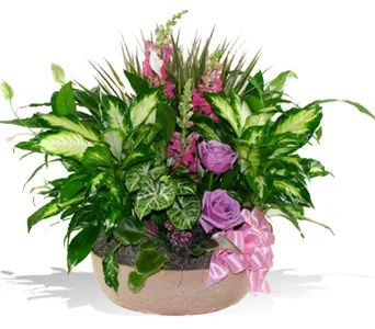 Dish Garden Deluxe