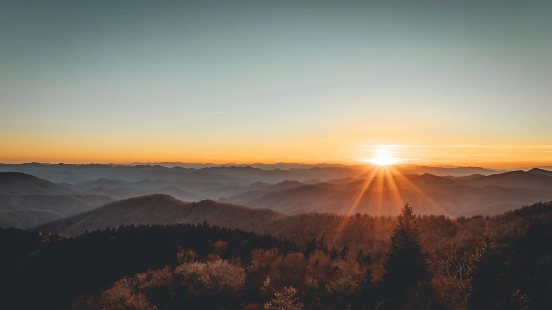 Featured flowers Featured flowers