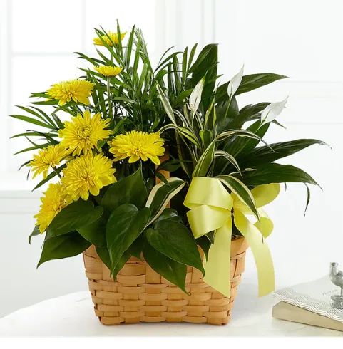Loving Light Dishgarden