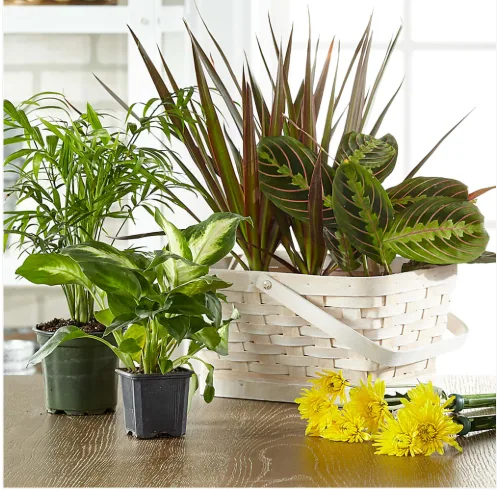 Designers Choice Plant Basket Designers Choice Plant Basket