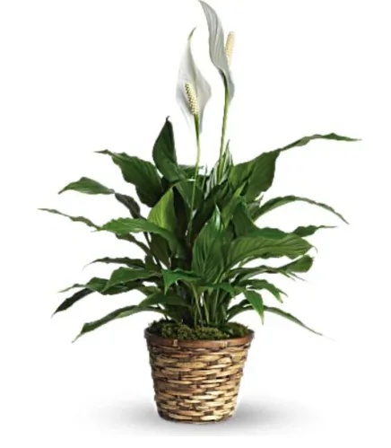 Peace Lily 6" Peace Lily 6"