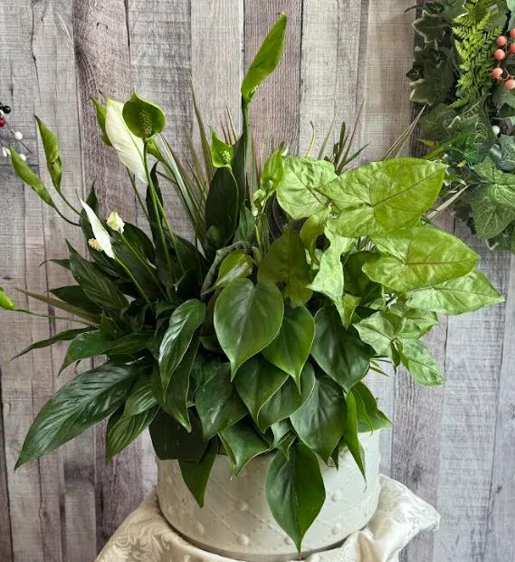 Plants collection