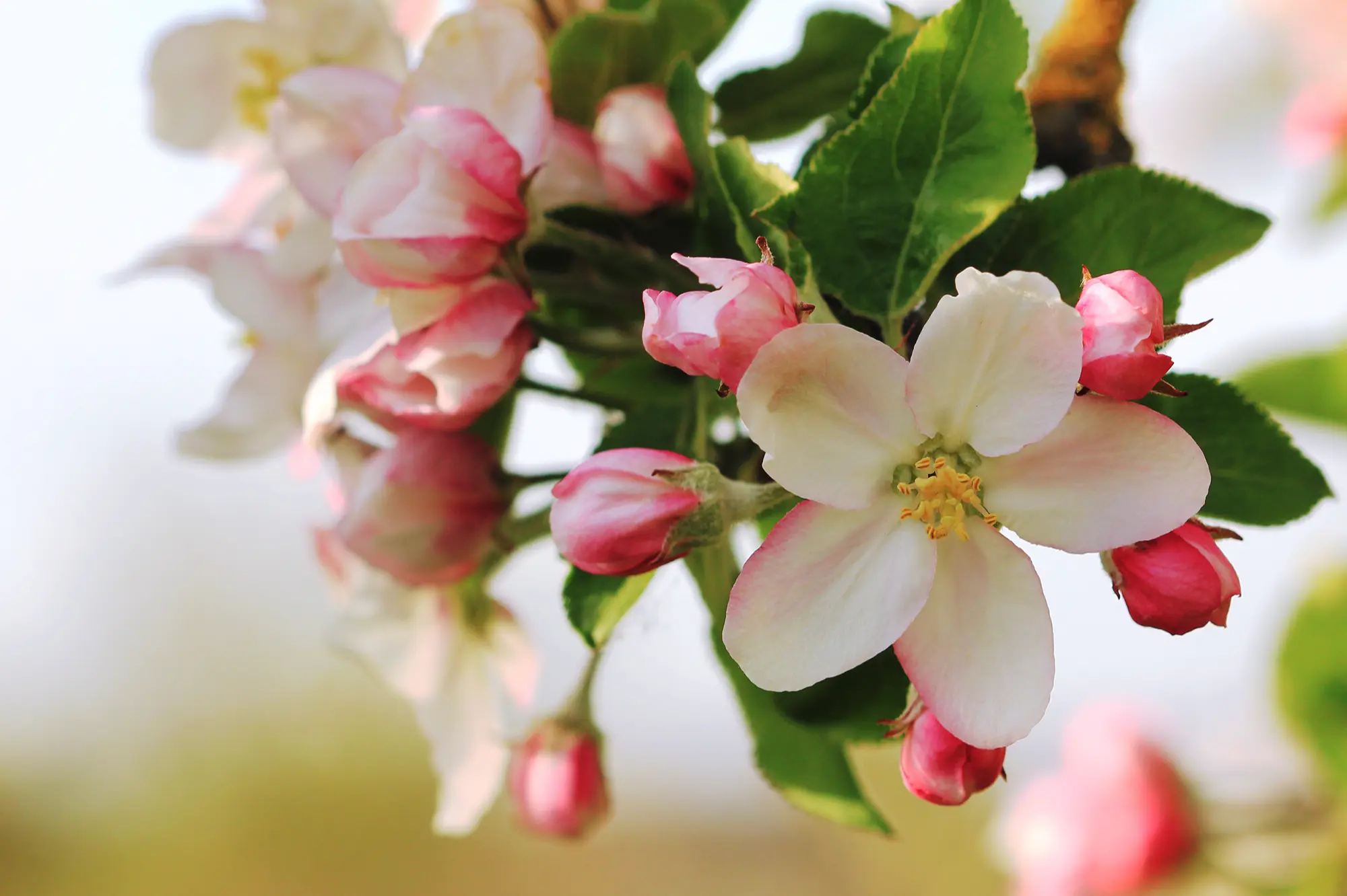 Flower shop image Flower shop image
