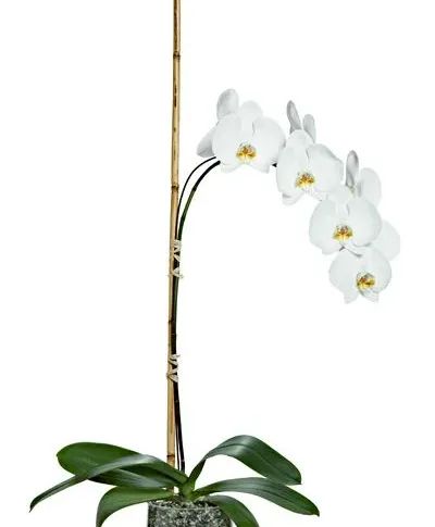 Single Orchid Potted Plant