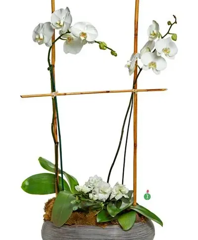 Double Orchid Potted Plant Double Orchid Potted Plant